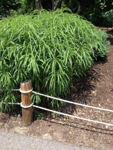 zoo-plant-ohio-2014 | Walter Reeves: The Georgia Gardener