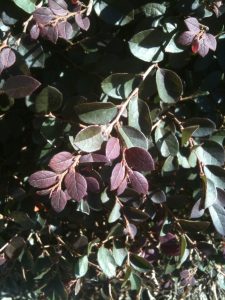 003 | Walter Reeves: The Georgia Gardener