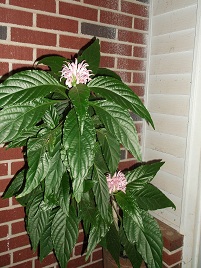 011-2 | Walter Reeves: The Georgia Gardener