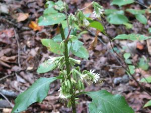 040 | Walter Reeves: The Georgia Gardener
