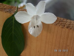 KONICA MINOLTA DIGITAL CAMERA | Walter Reeves: The Georgia Gardener