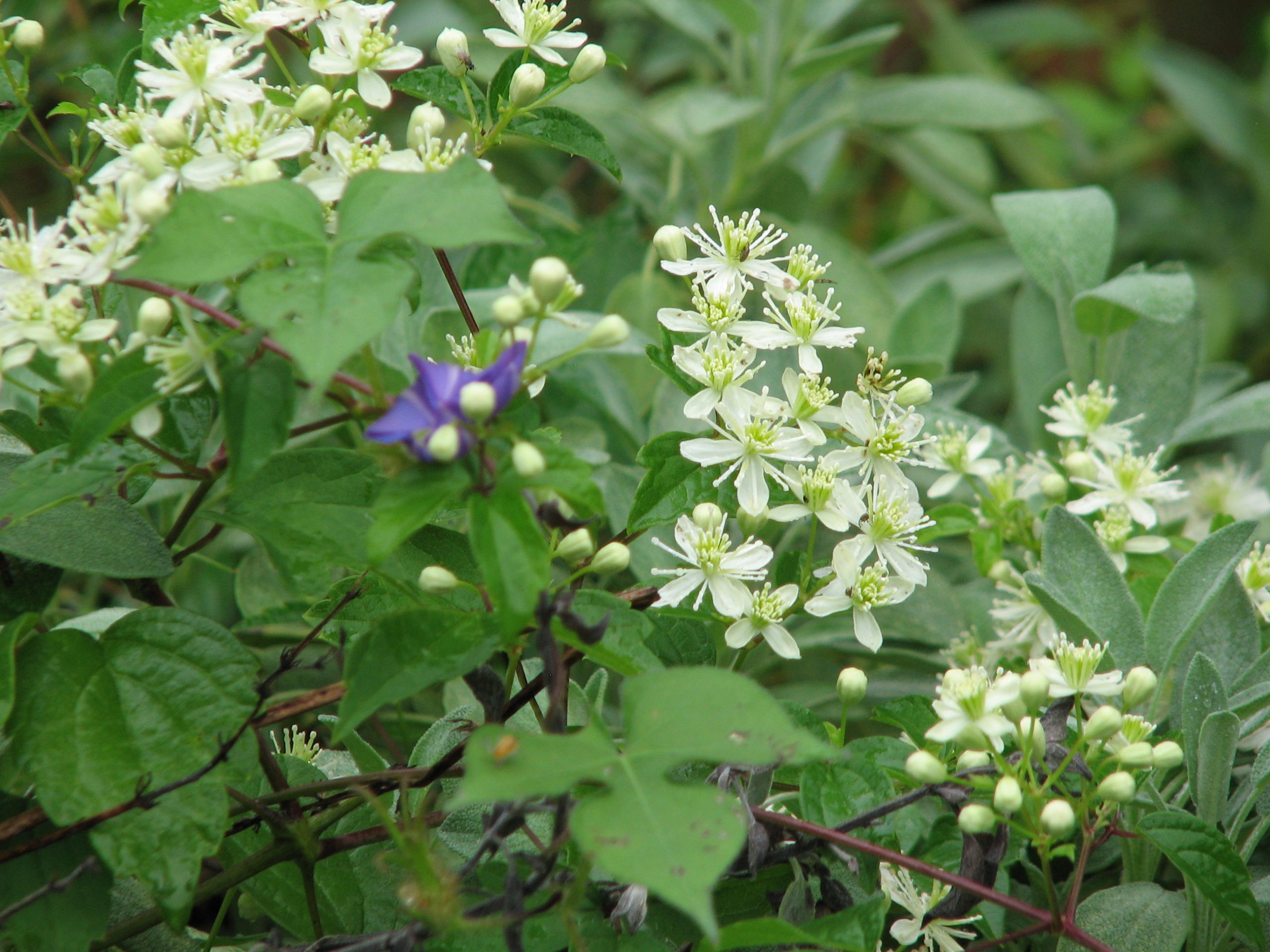 Wild Buckwheat vine? Walter Reeves The Gardener