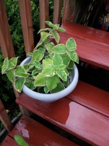 13 | Walter Reeves: The Georgia Gardener