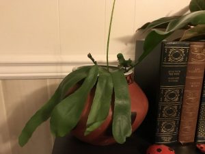 1518207258-name-that-plant-1 | Walter Reeves: The Georgia Gardener