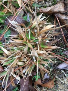 1518386781-name-that-plant-1 | Walter Reeves: The Georgia Gardener