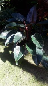 1518389282-name-that-plant-1 | Walter Reeves: The Georgia Gardener