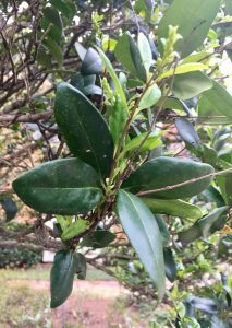 1520343802-name-that-plant-1 | Walter Reeves: The Georgia Gardener