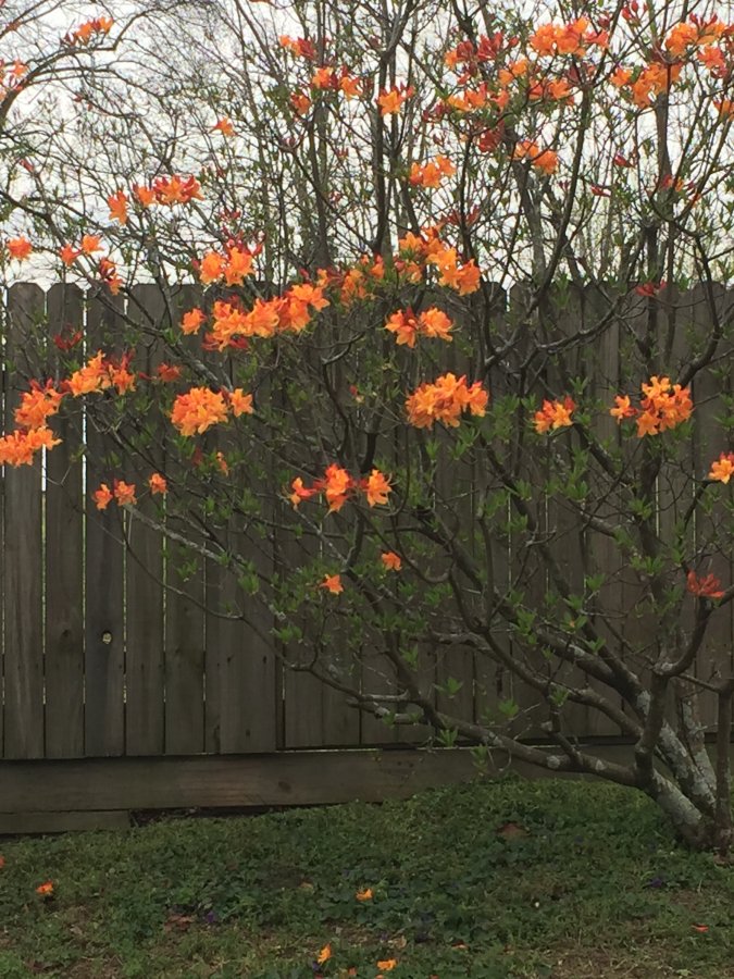 Sweetsmelling Tree Walter Reeves The Gardener