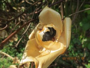 1521508910-name-that-plant-1 | Walter Reeves: The Georgia Gardener