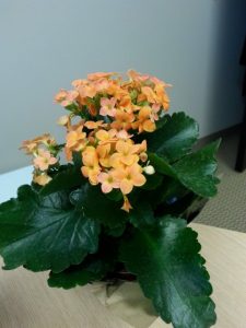 1521571050-name-that-plant-1 | Walter Reeves: The Georgia Gardener