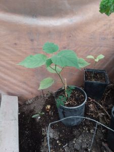 1522342790-name-that-plant-1 | Walter Reeves: The Georgia Gardener