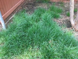 1522801556-name-that-plant-1 | Walter Reeves: The Georgia Gardener