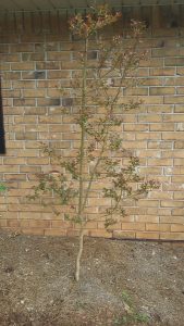 1523120660-name-that-plant-1 | Walter Reeves: The Georgia Gardener