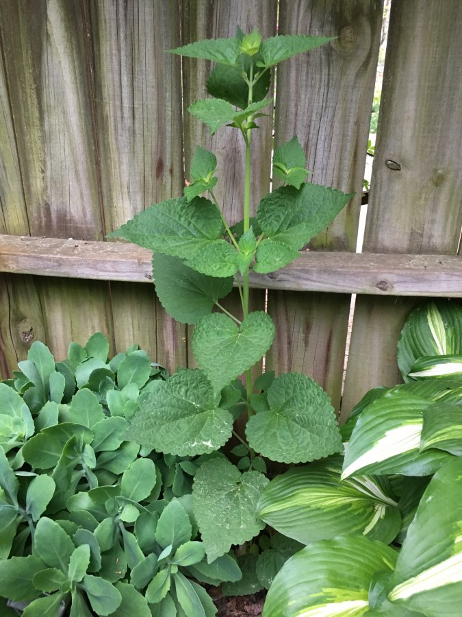 Smells like licorice ! Walter Reeves The Gardener