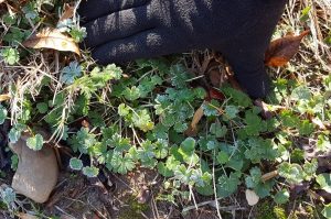 1524054741-name-that-plant-1 | Walter Reeves: The Georgia Gardener