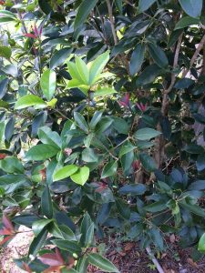 1524152992-name-that-plant-1 | Walter Reeves: The Georgia Gardener