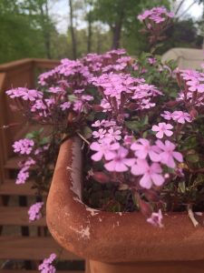 1524368530-name-that-plant-1 | Walter Reeves: The Georgia Gardener