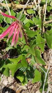 1524777623-name-that-plant-1 | Walter Reeves: The Georgia Gardener