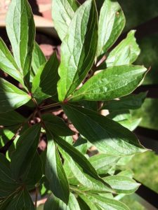 1525018152-name-that-plant-1 | Walter Reeves: The Georgia Gardener