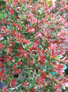 1525283797-name-that-plant-1 | Walter Reeves: The Georgia Gardener