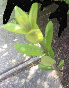 1525344825-name-that-plant-1 | Walter Reeves: The Georgia Gardener