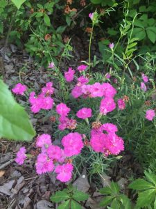 1525397235-name-that-plant-1 | Walter Reeves: The Georgia Gardener