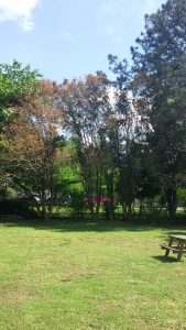 1525724537-name-that-plant-1 | Walter Reeves: The Georgia Gardener