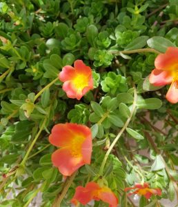 1525846438-name-that-plant-1 | Walter Reeves: The Georgia Gardener