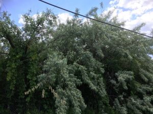 1525897183-name-that-plant-1 | Walter Reeves: The Georgia Gardener