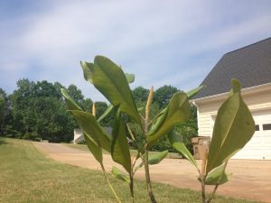 1525965240-name-that-plant-1 | Walter Reeves: The Georgia Gardener