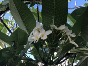 1526161077-name-that-plant-1 | Walter Reeves: The Georgia Gardener