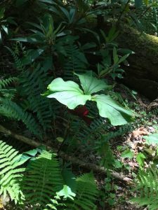 1526236527-name-that-plant-1 | Walter Reeves: The Georgia Gardener