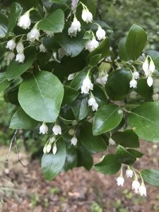 1526255553-name-that-plant-1 | Walter Reeves: The Georgia Gardener