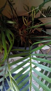 1526296942-name-that-plant-1 | Walter Reeves: The Georgia Gardener