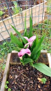 1526570818-name-that-plant-1 | Walter Reeves: The Georgia Gardener