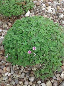 1526586292-name-that-plant-1 | Walter Reeves: The Georgia Gardener