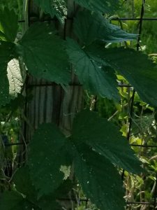 1526746557-name-that-plant-1 | Walter Reeves: The Georgia Gardener