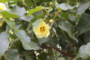 1526812799-name-that-plant-1 | Walter Reeves: The Georgia Gardener