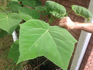 1526827068-name-that-plant-1 | Walter Reeves: The Georgia Gardener