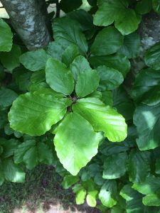 1526834866-name-that-plant-1 | Walter Reeves: The Georgia Gardener