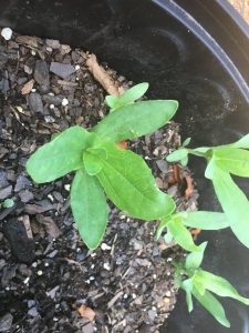 1526920839-name-that-plant-1 | Walter Reeves: The Georgia Gardener