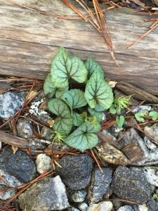 1527106496-name-that-plant-1 | Walter Reeves: The Georgia Gardener