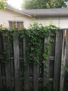 1527125091-name-that-plant-1 | Walter Reeves: The Georgia Gardener