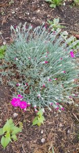 1527152613-name-that-plant-1 | Walter Reeves: The Georgia Gardener