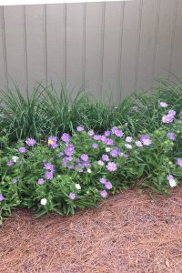 1527272762-name-that-plant-1 | Walter Reeves: The Georgia Gardener