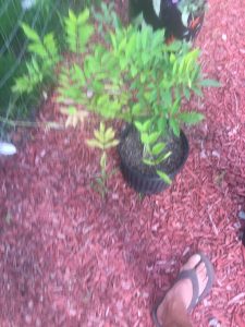 1527287160-name-that-plant-1 | Walter Reeves: The Georgia Gardener