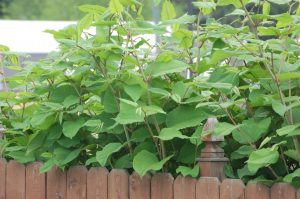 1527364040-name-that-plant-1 | Walter Reeves: The Georgia Gardener