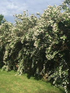 1527424456-name-that-plant-1 | Walter Reeves: The Georgia Gardener