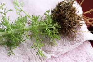 1527461792-name-that-plant-1 | Walter Reeves: The Georgia Gardener