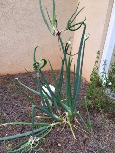 1527472710-name-that-plant-1 | Walter Reeves: The Georgia Gardener